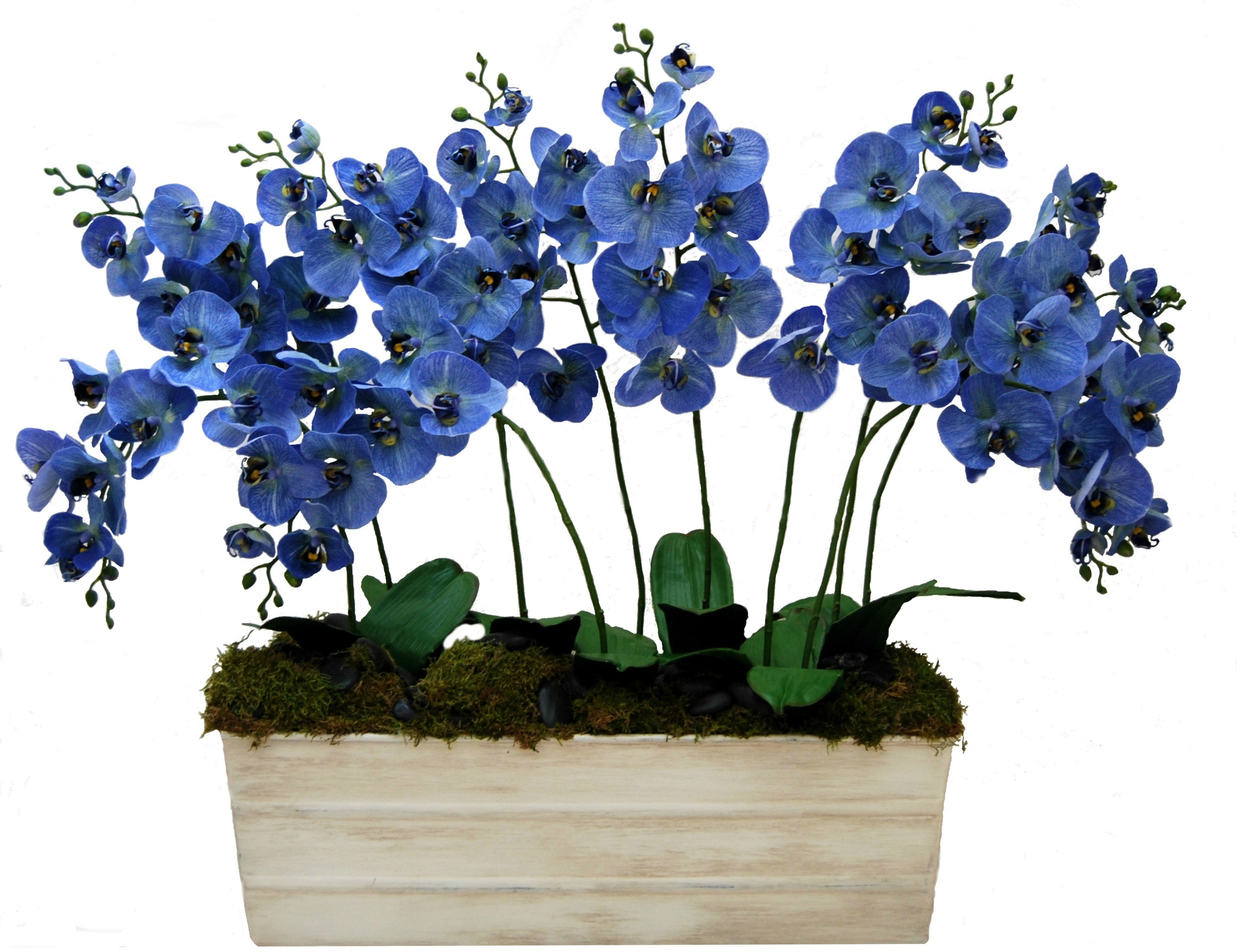 Blue Orchids in a Distressed Ivory Planter